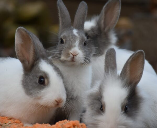 testeo en animales conejos