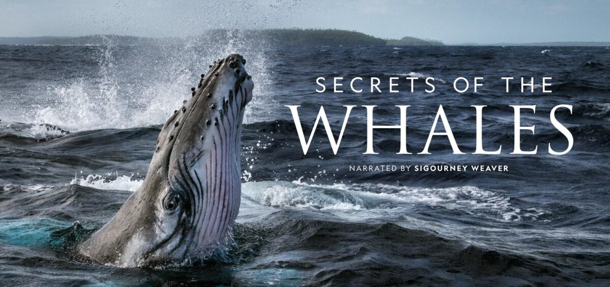 Los Secretos de las Ballenas